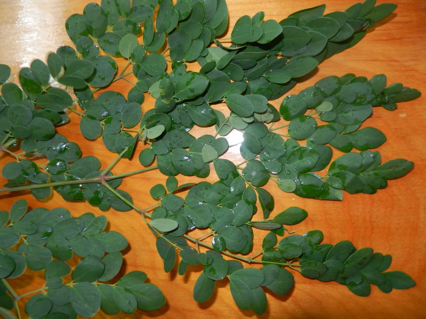Moringa Magic products