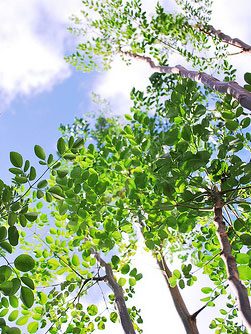 Moringa tree